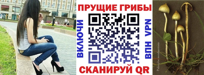 Псилоцибиновые грибы Psilocybine cubensis  Купить где  Богородицк 